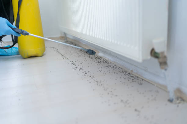 Best Termite Control Services  in St Francis, MN